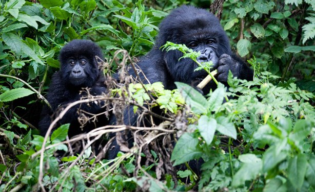 white metal bridge under blue sky during daytime
